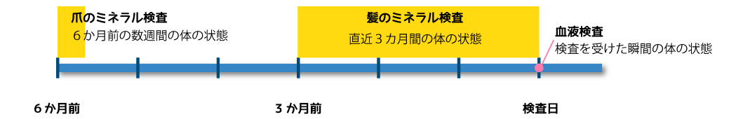 髪と爪のミネラルレコード期間